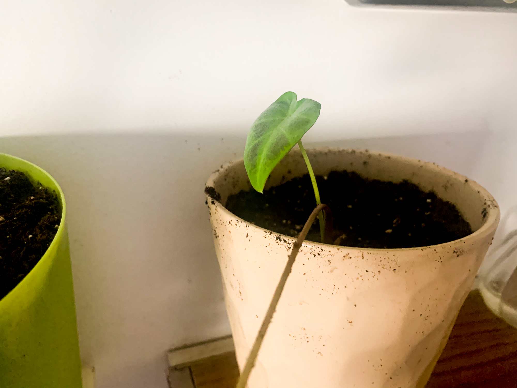 My goth plant collection from Etsy