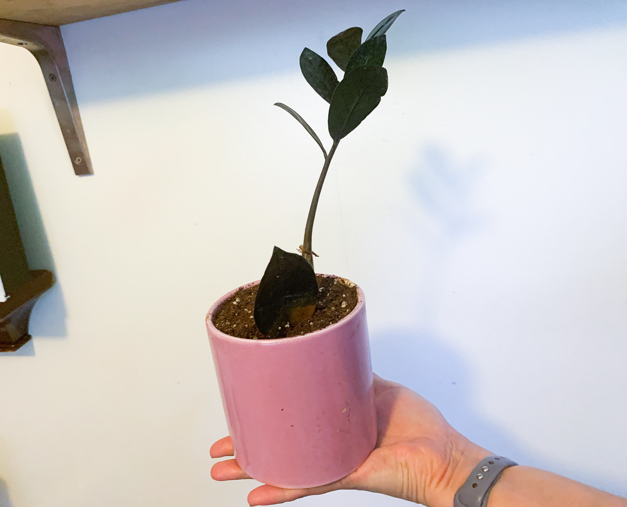 My goth plant collection from Etsy