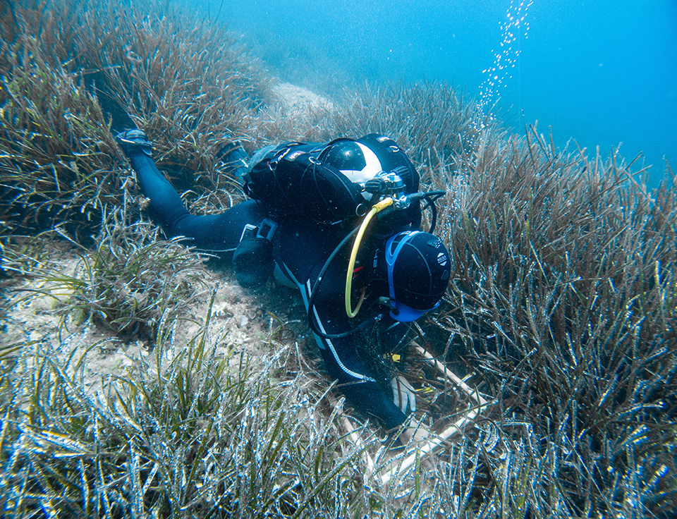 A-marine-biologist-counts-Posidonia-in-the-Nature-park-Telascica-on-Dugi-Otok-Croatia