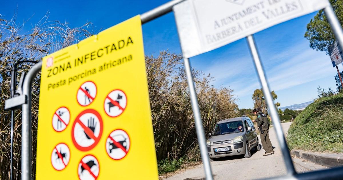 African-swine-fever-outbreak-suspected