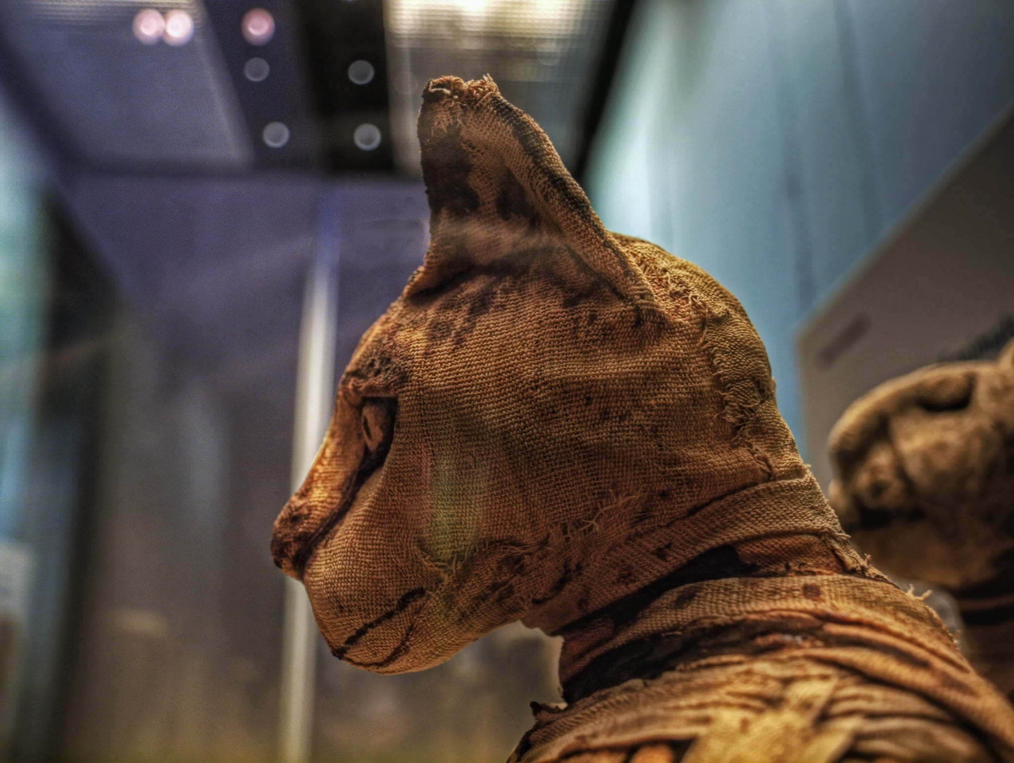 Ancient-Egypts-Cat-Sacrifices-May