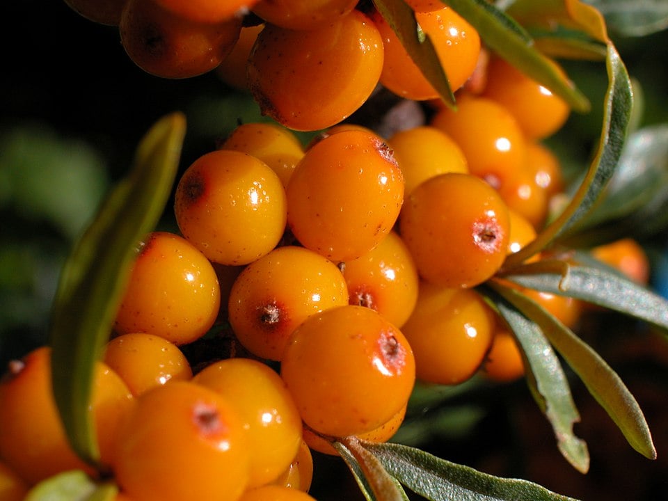 Ancient-Greek-Superfoods-You-Can