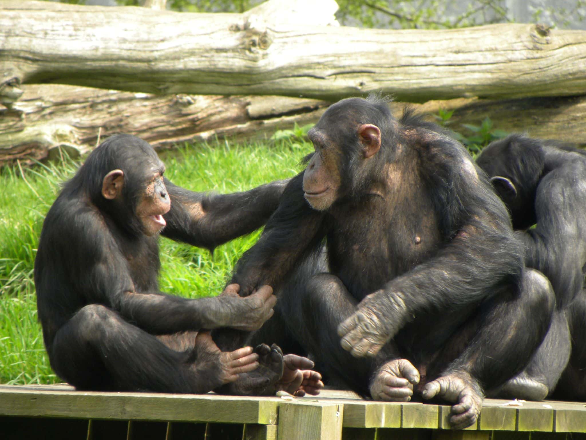 Chimpanzees-Use-Medicinal-Plants-to