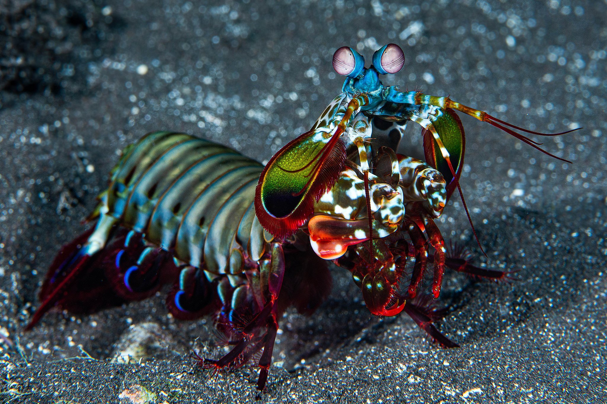 Could-a-Shrimp-Have-the