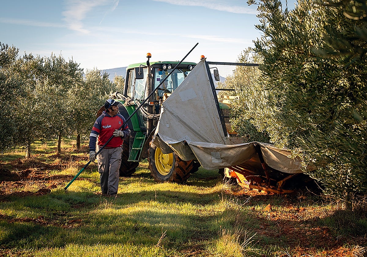 divA-day-harvesting-olives-in