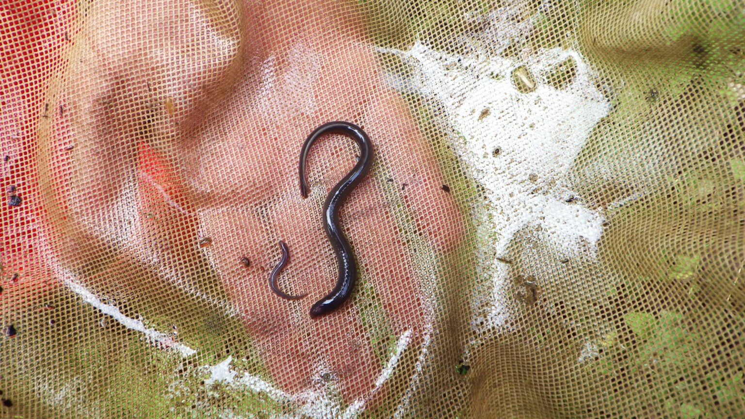 DNA-Analysis-Confirms-Rare-Lamprey