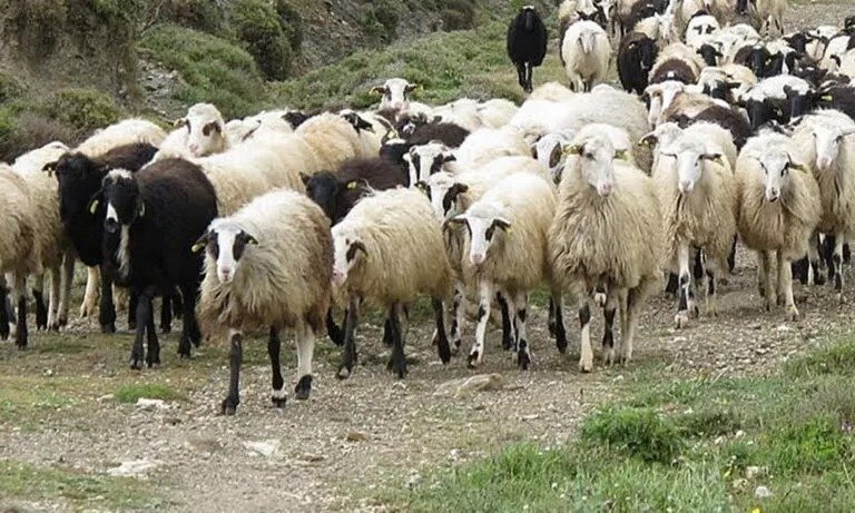 Driver-collides-with-lamb-flock