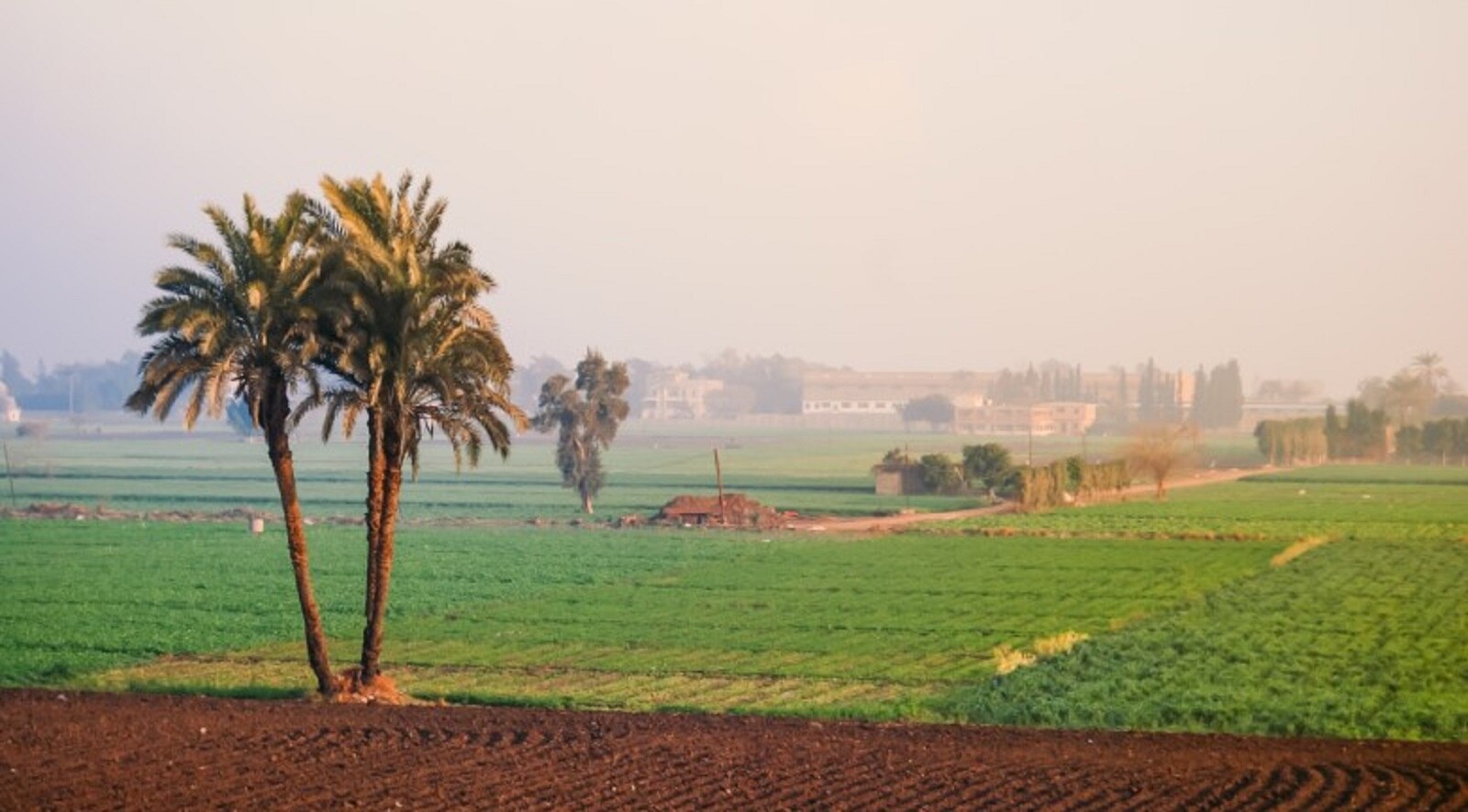 Egypt-farm-agriculture-1600px-1