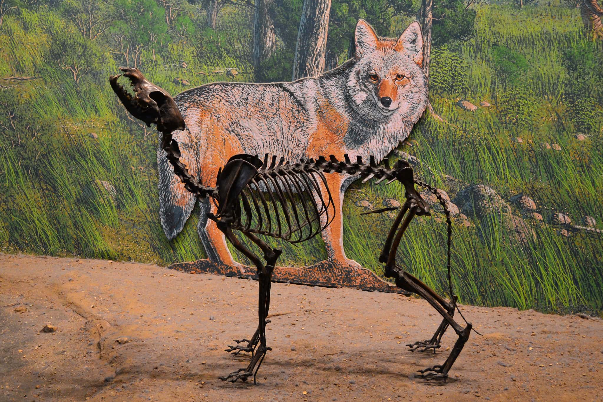 Extinct-Dire-Wolf-Comes-Back