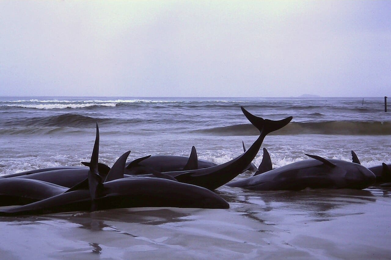 False-Killer-Whales-to-be