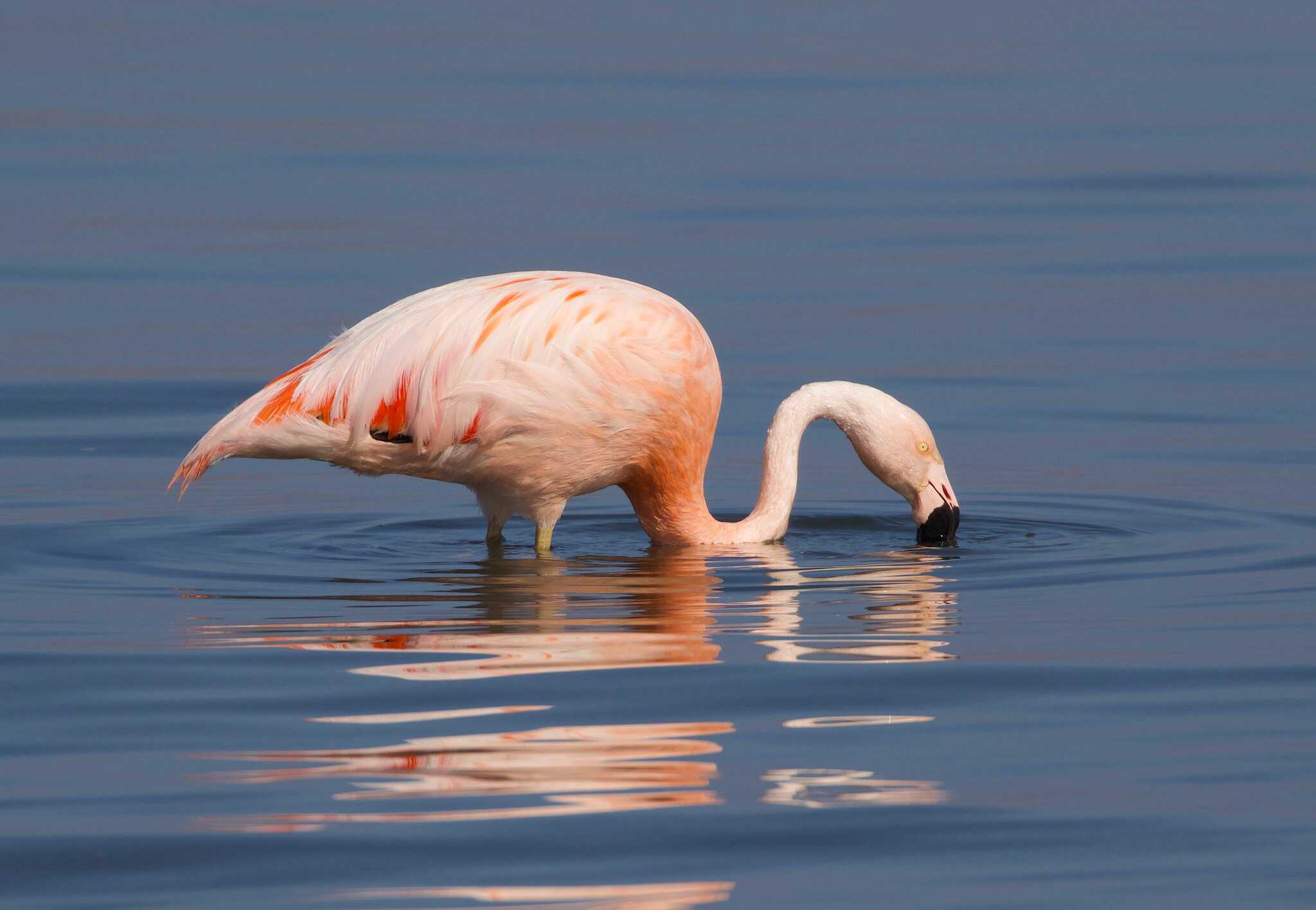 Flamingos-Create-Water-Tornadoes-to