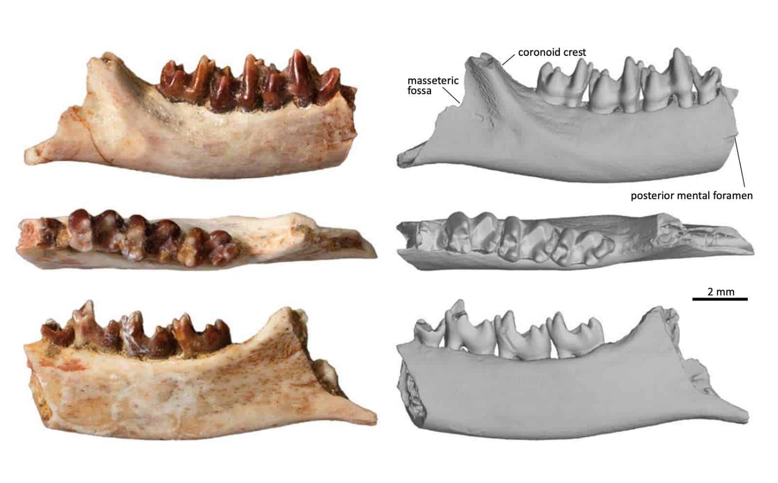 Fossil-of-New-Mammal-Species
