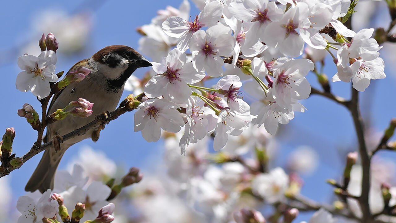 From-ornitherapy-to-kissing-trees