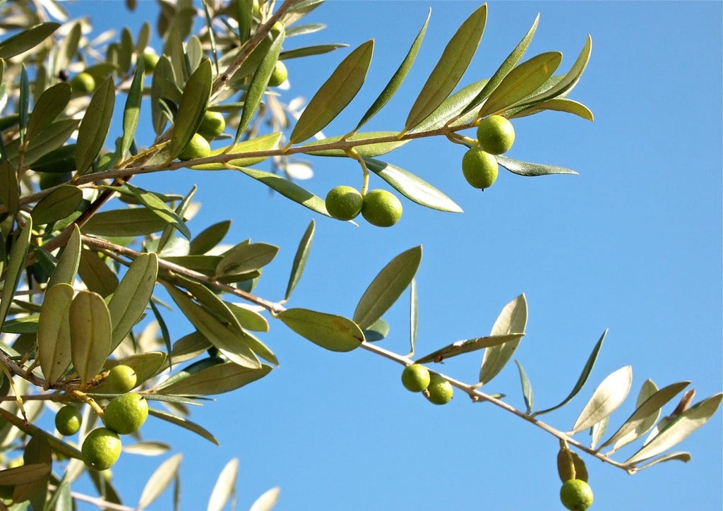 Greeks-Harvest-City-Olive-Trees