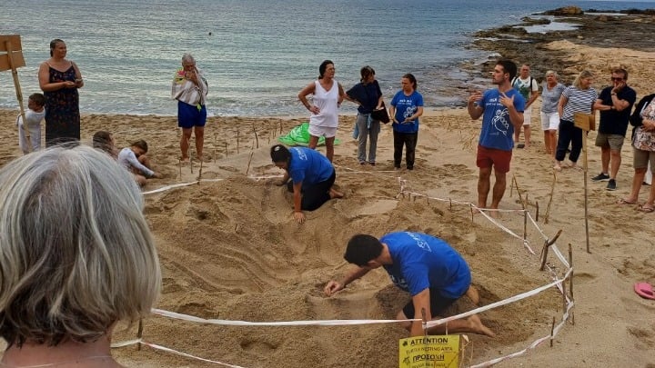Hundreds-of-Endangered-Sea-Turtle