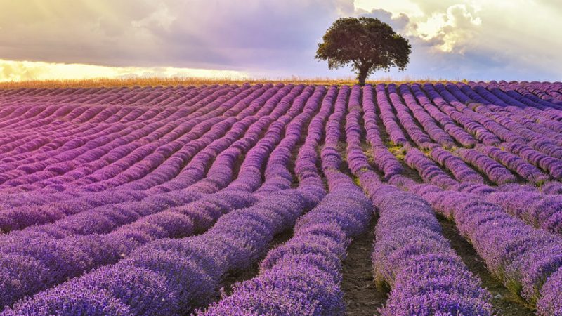 Lavender-Bulgaria-800x450-1