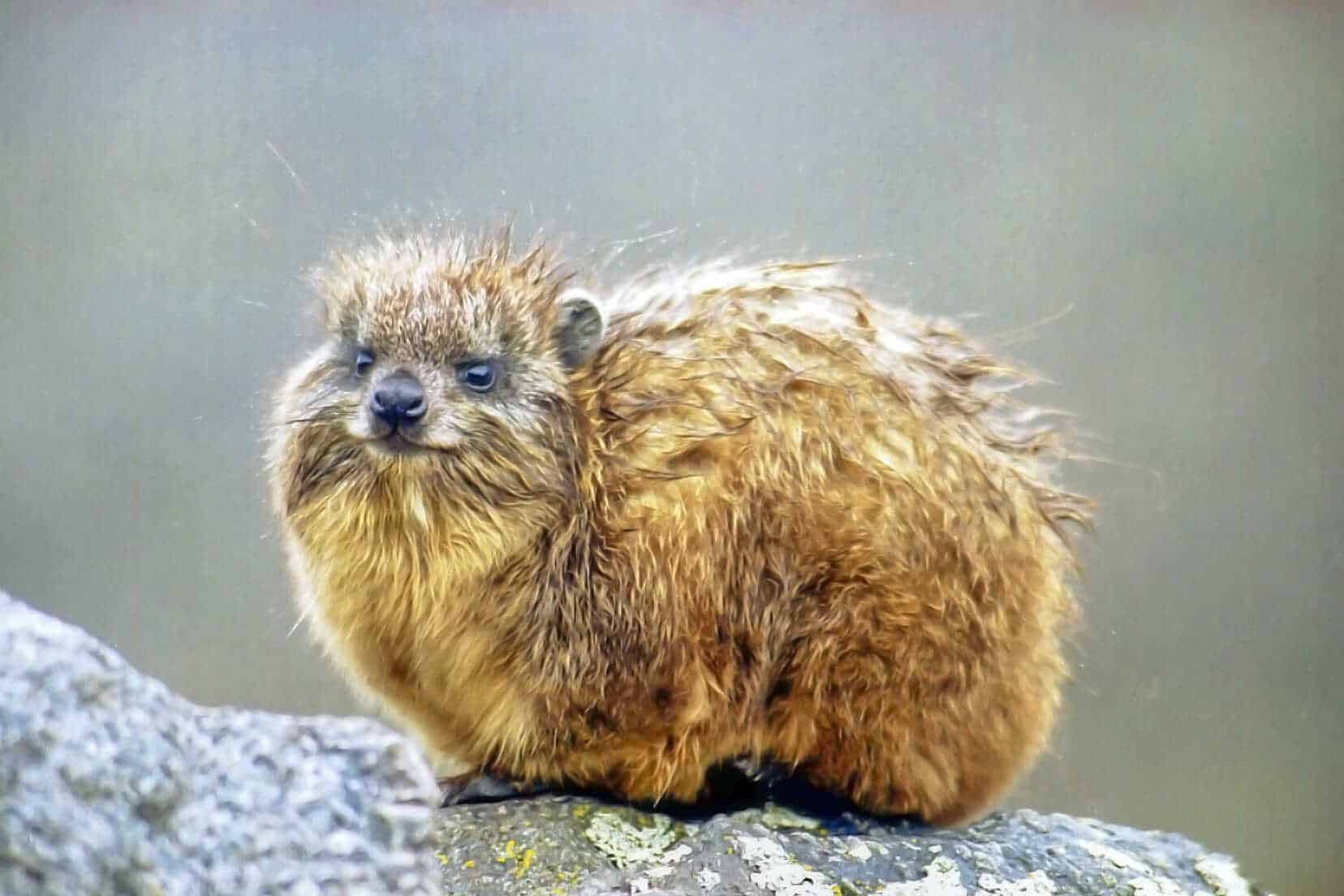 Meet-the-Hyrax-The-Adorable