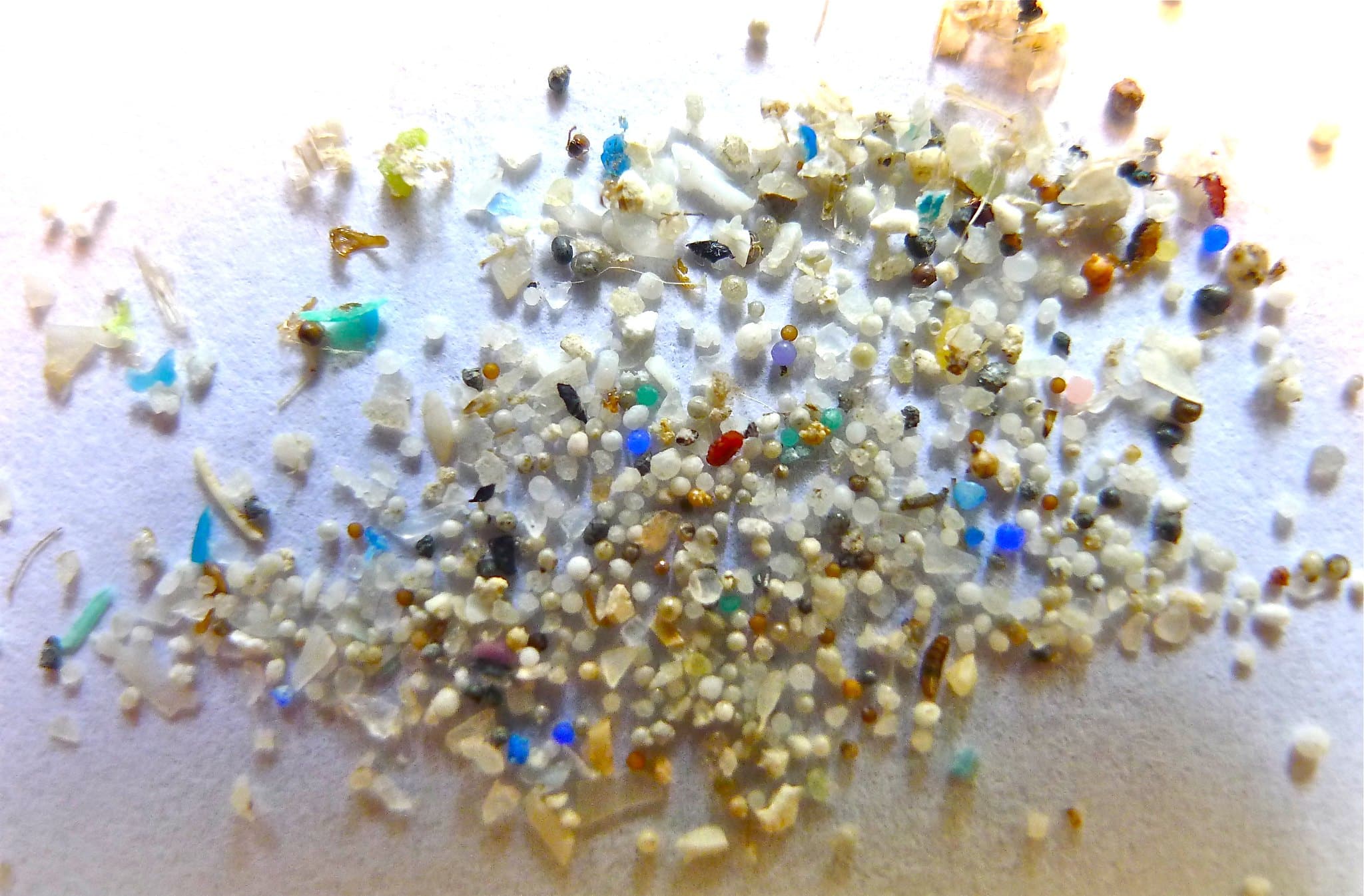 Microplastics-Widespread-in-the-Seafood