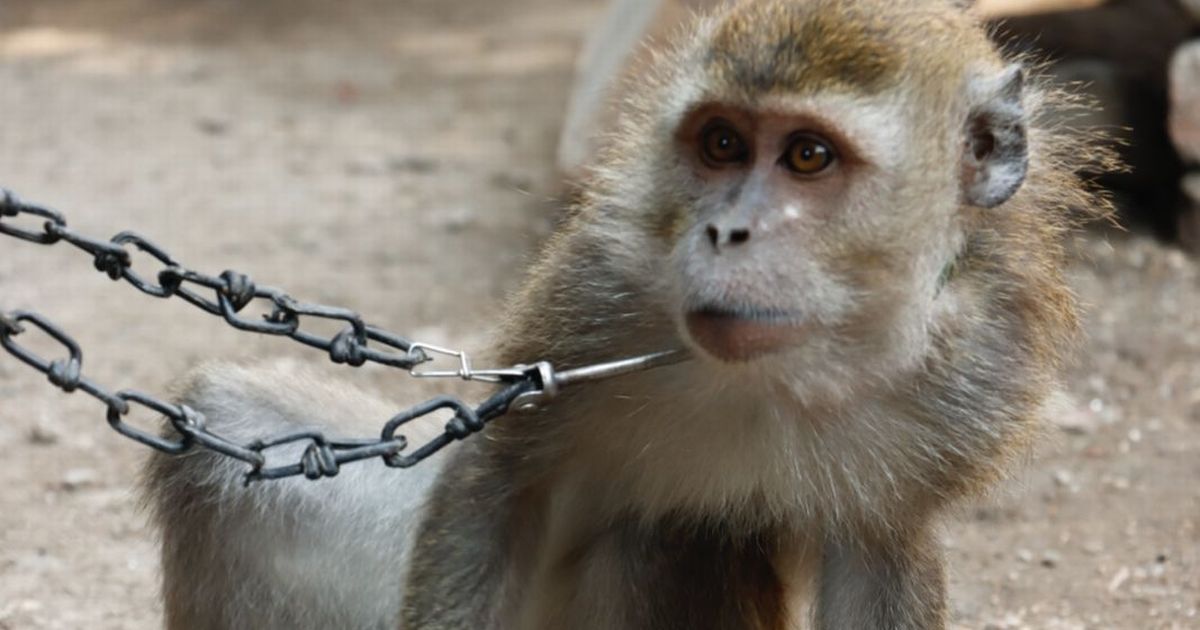 Monkeys-forced-to-dance-for