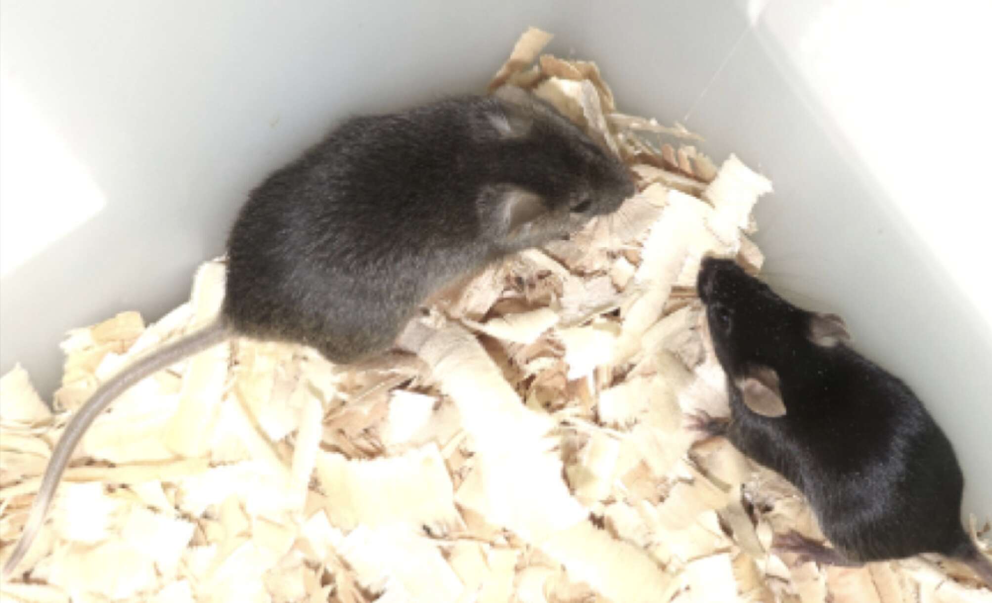 Mouse-Born-to-Two-Fathers