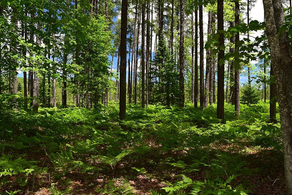 Native-American-Farming-Site-Uncovered
