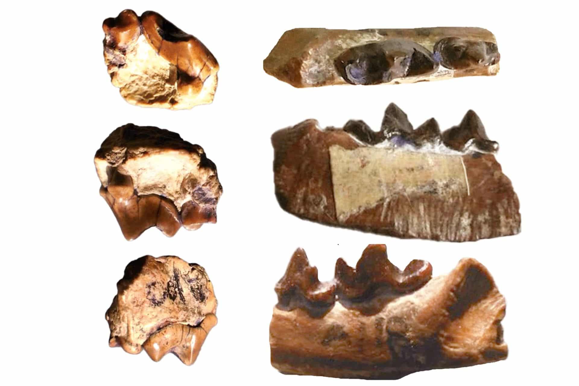 New-Fossils-Reveal-Ancient-Carnivorous