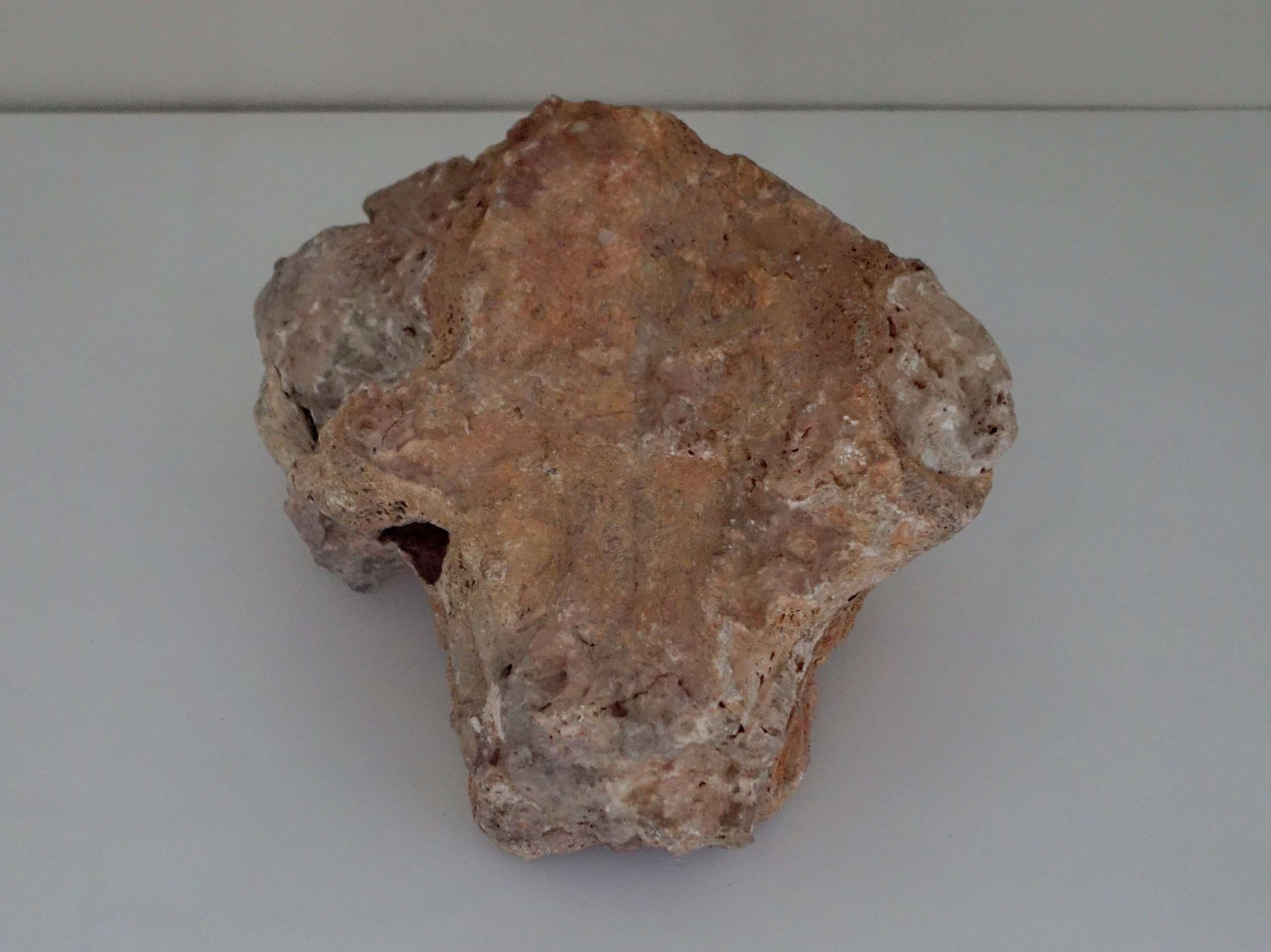 New-Study-Reconstructs-the-Skull-1