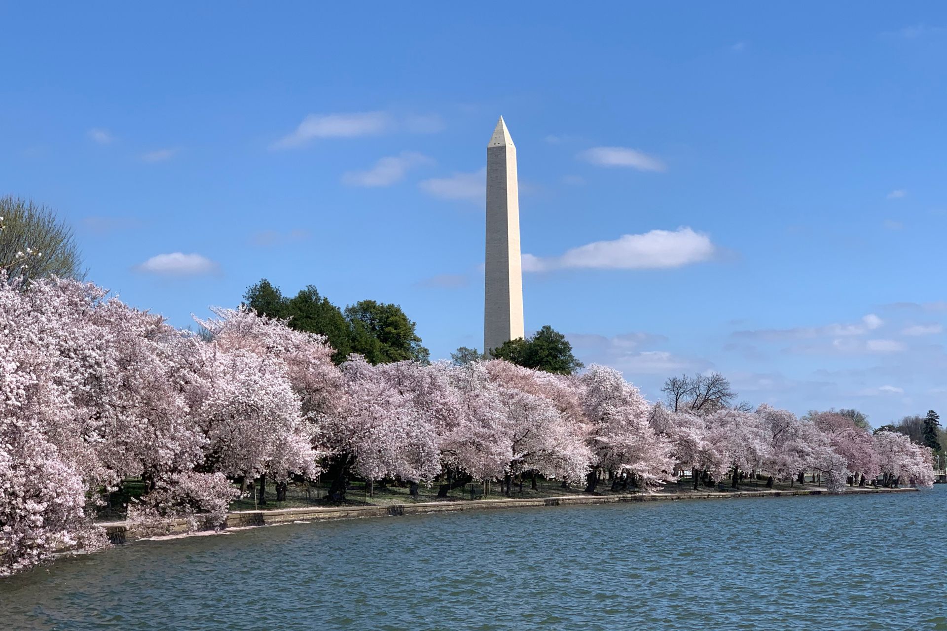 Not-Japan-Spectacular-Cherry-Blossoms