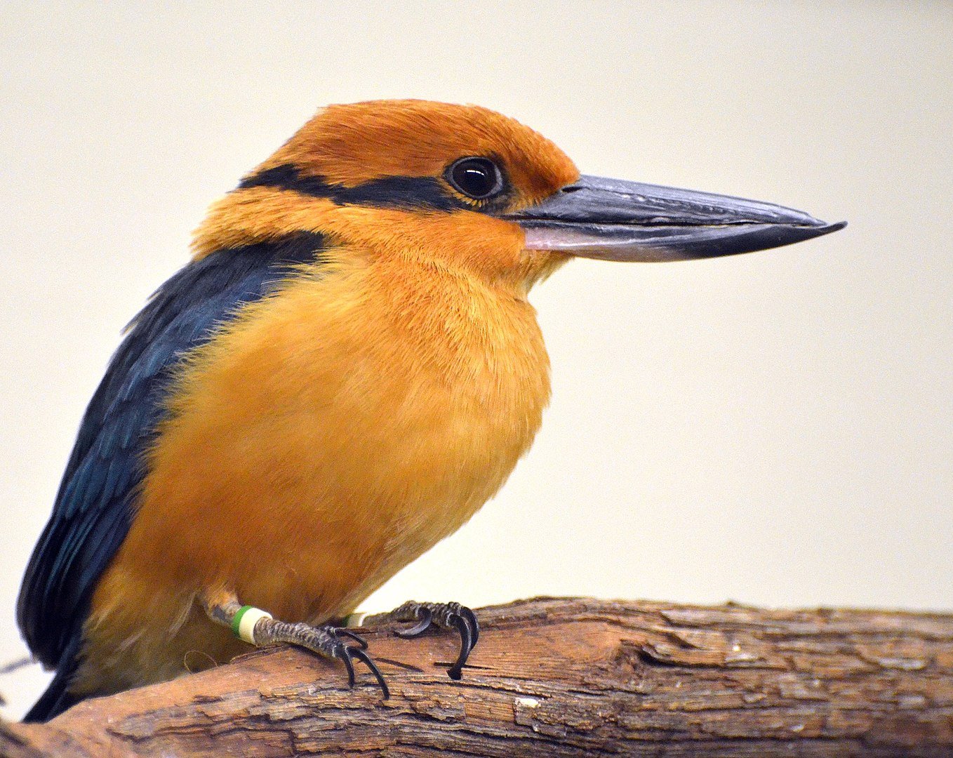Once-Extinct-Bird-Lays-Eggs-in