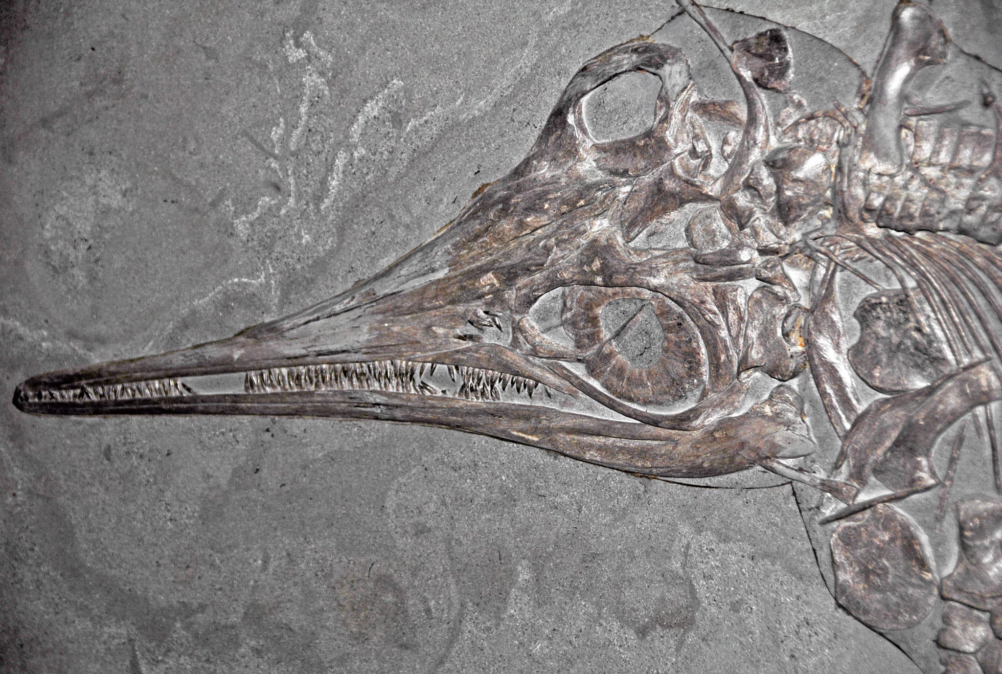 Rare-Fossil-Discovery-Sheds-Light