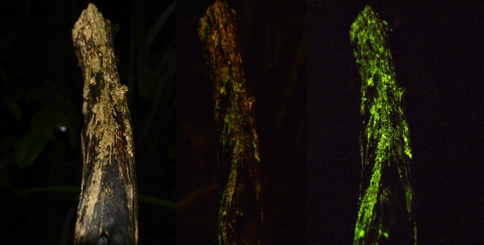 Researchers-Are-Developing-Glowing-Trees