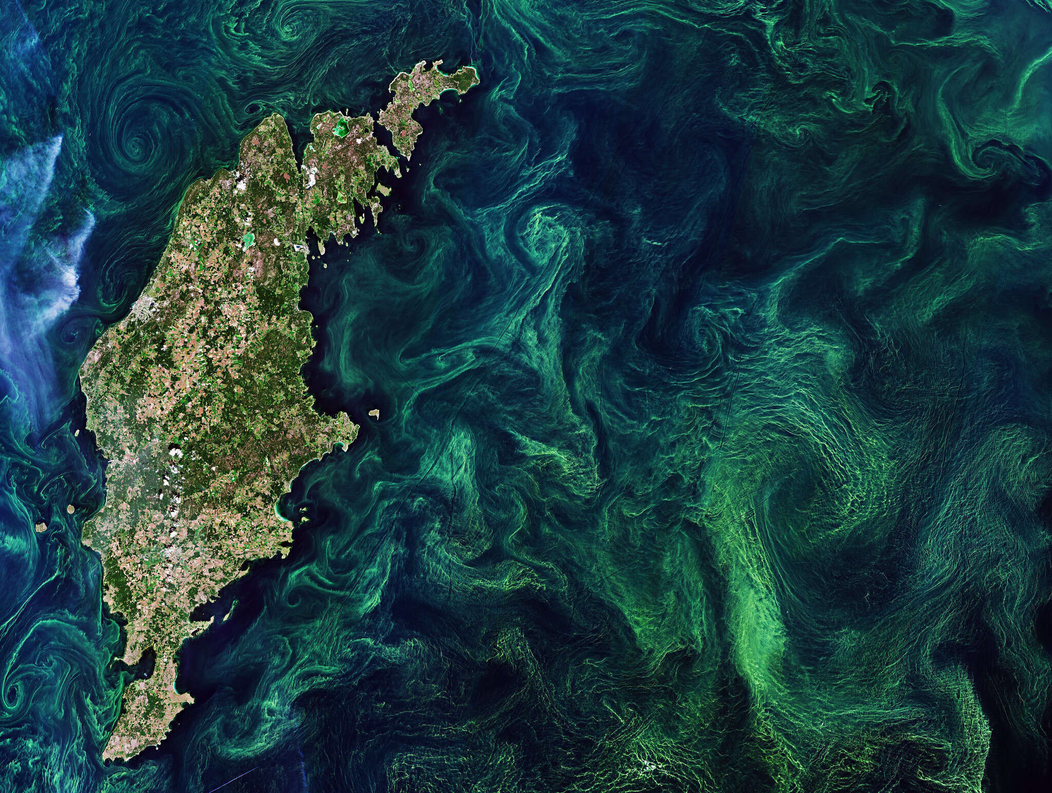 Scientists-Bring-Prehistoric-Algae-Back