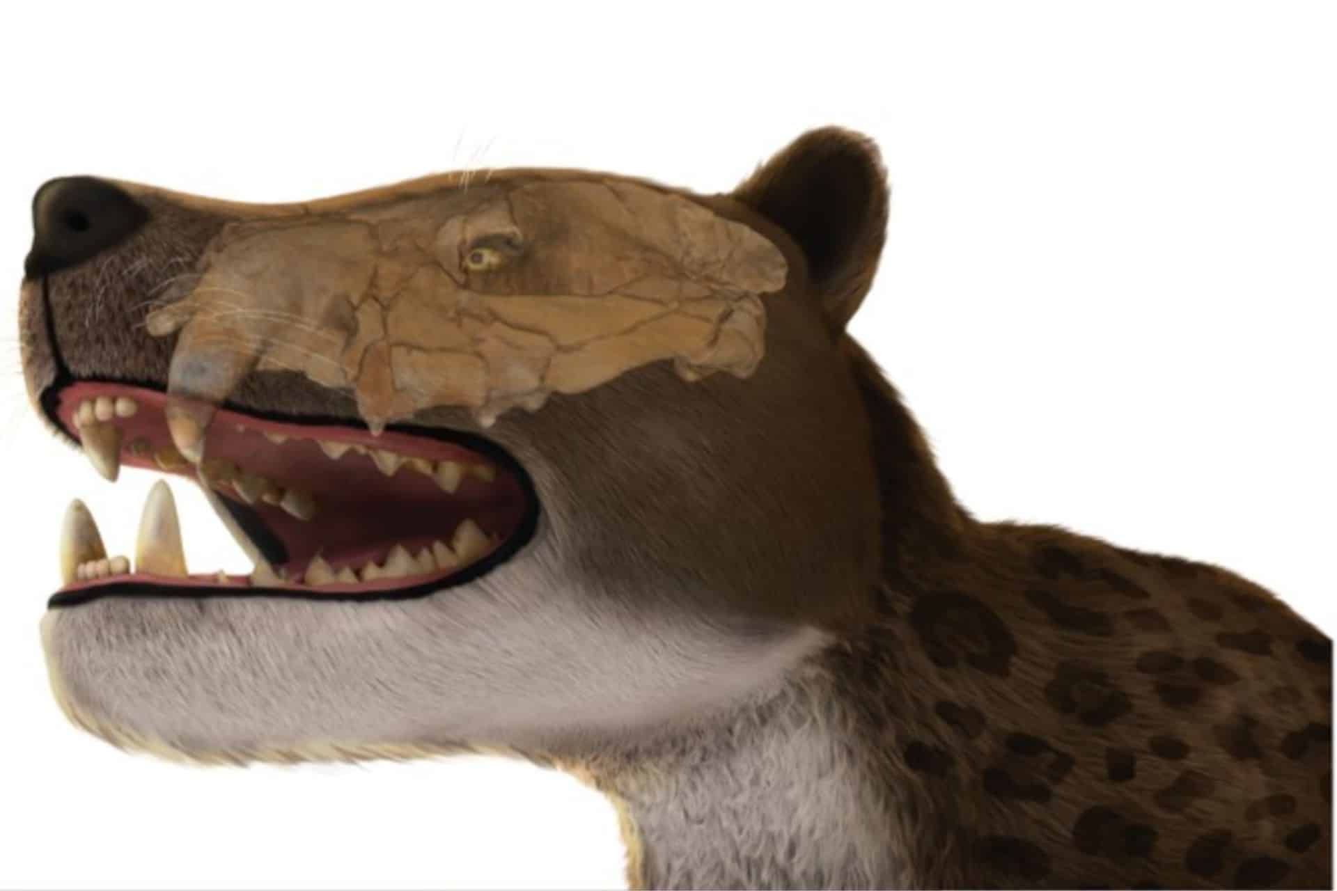 Skull-Found-in-Egypt-Reveals