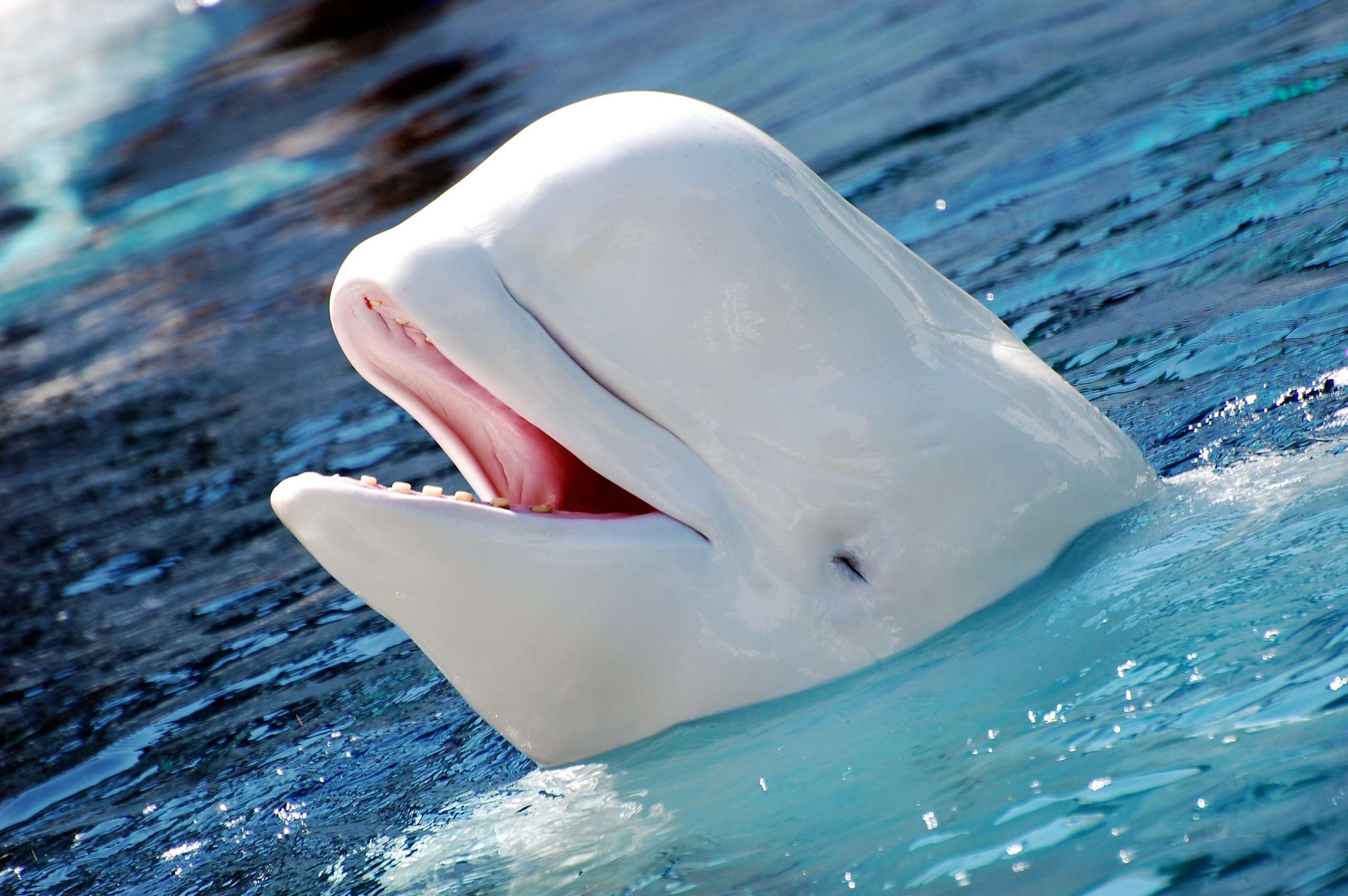 The-Most-Fascinating-Animal-Stories