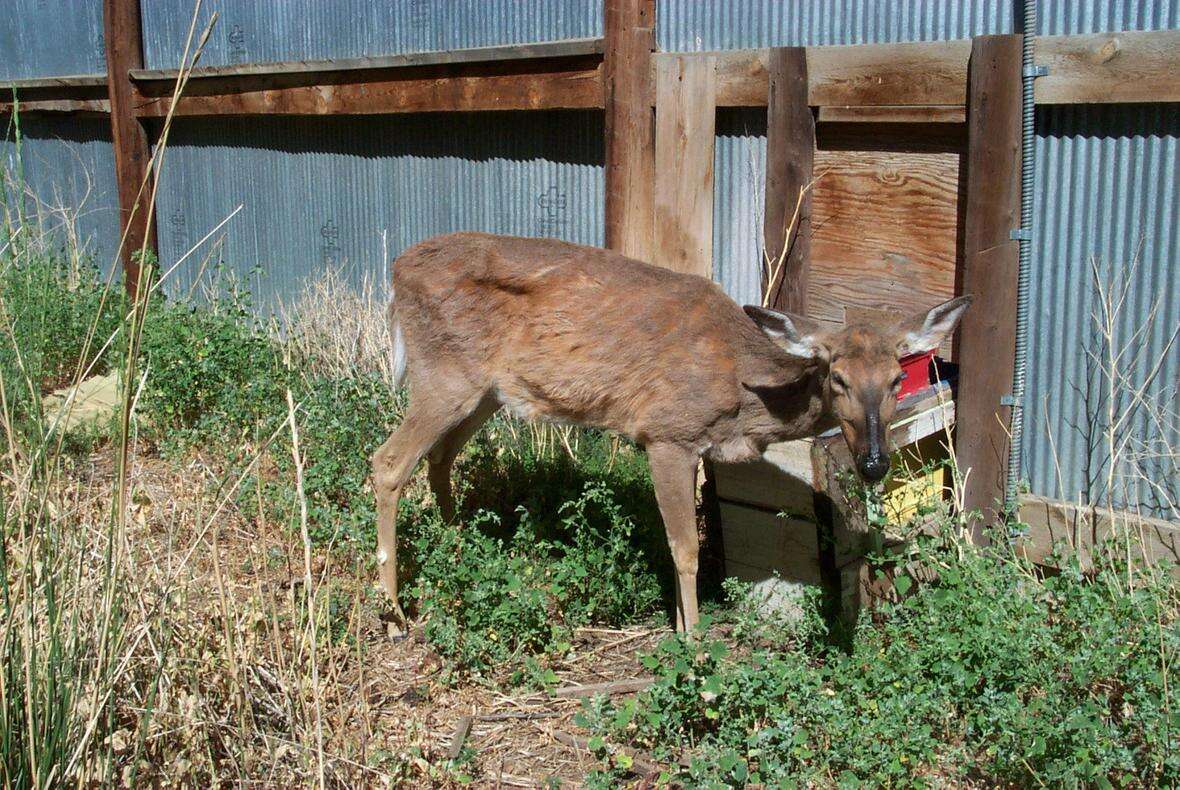 US-Scientists-Concerned-Zombie-Deer