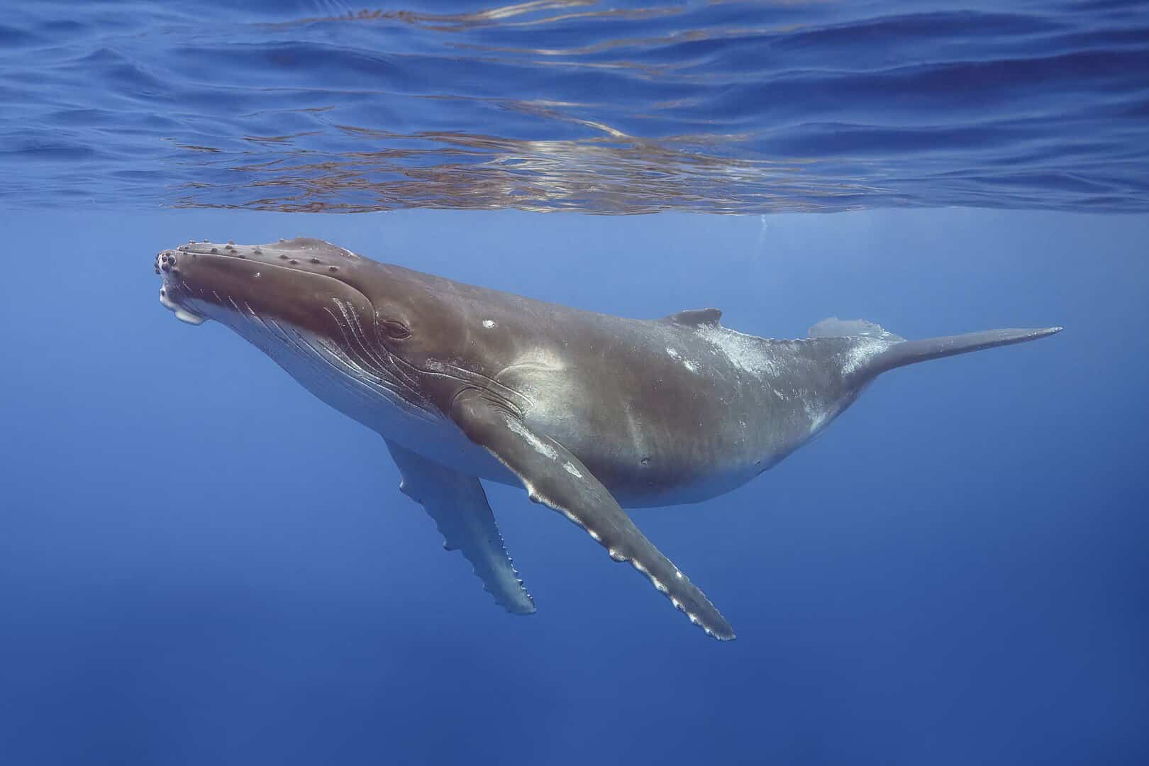 Whales-Move-Nutrients-from-Alaska