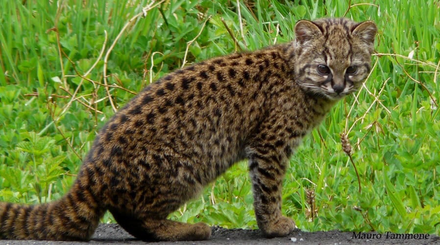 Worlds-Smallest-Wildcat-the-Kodkod