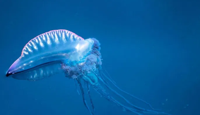 Tunisia-“Deadly jellyfish” on the beaches of Nabeul: The Ministry of Agriculture reacts