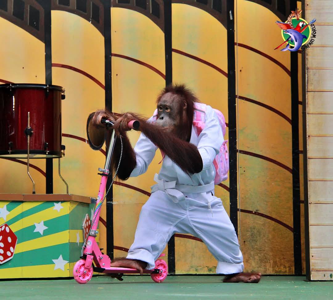 bangkok safari orangutan show