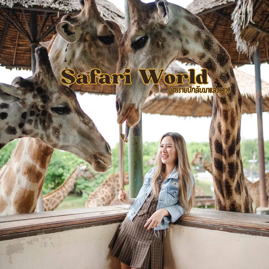bangkok safari world feeding the giraffe