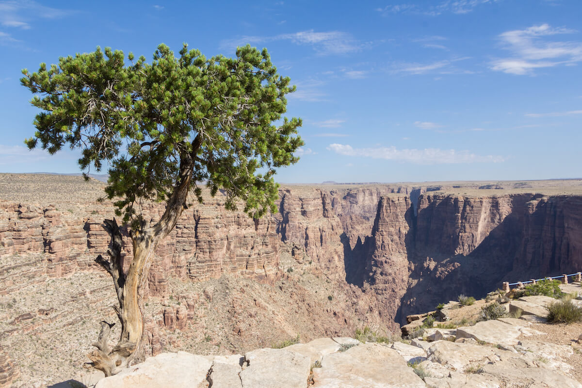 lonely tree against blue sky at the edge of a canyon in arizona usa