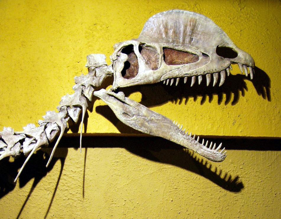 Dilophosaurus Schädel
