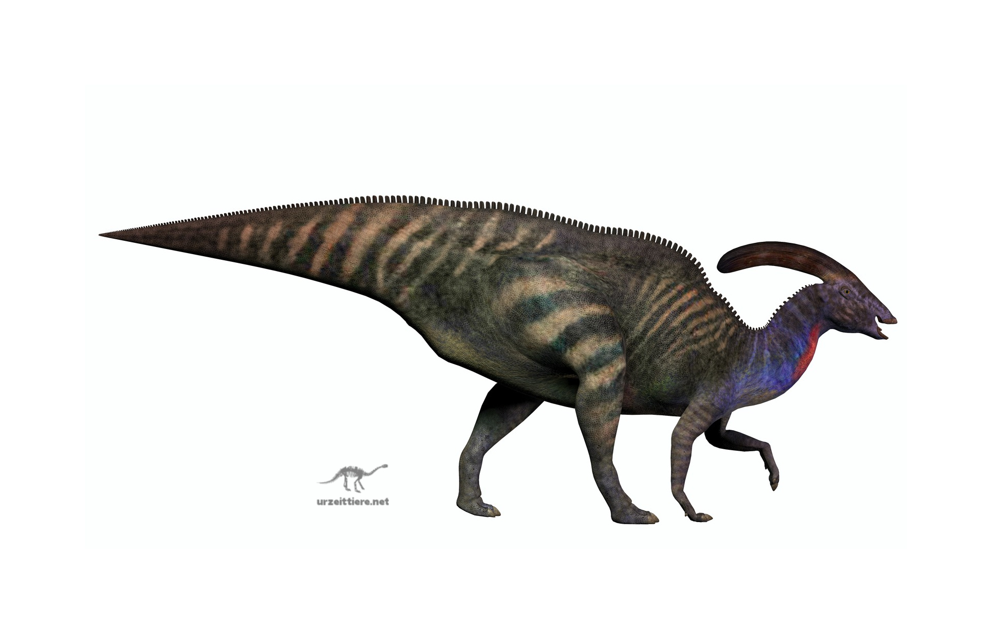 Parasaurolophus
