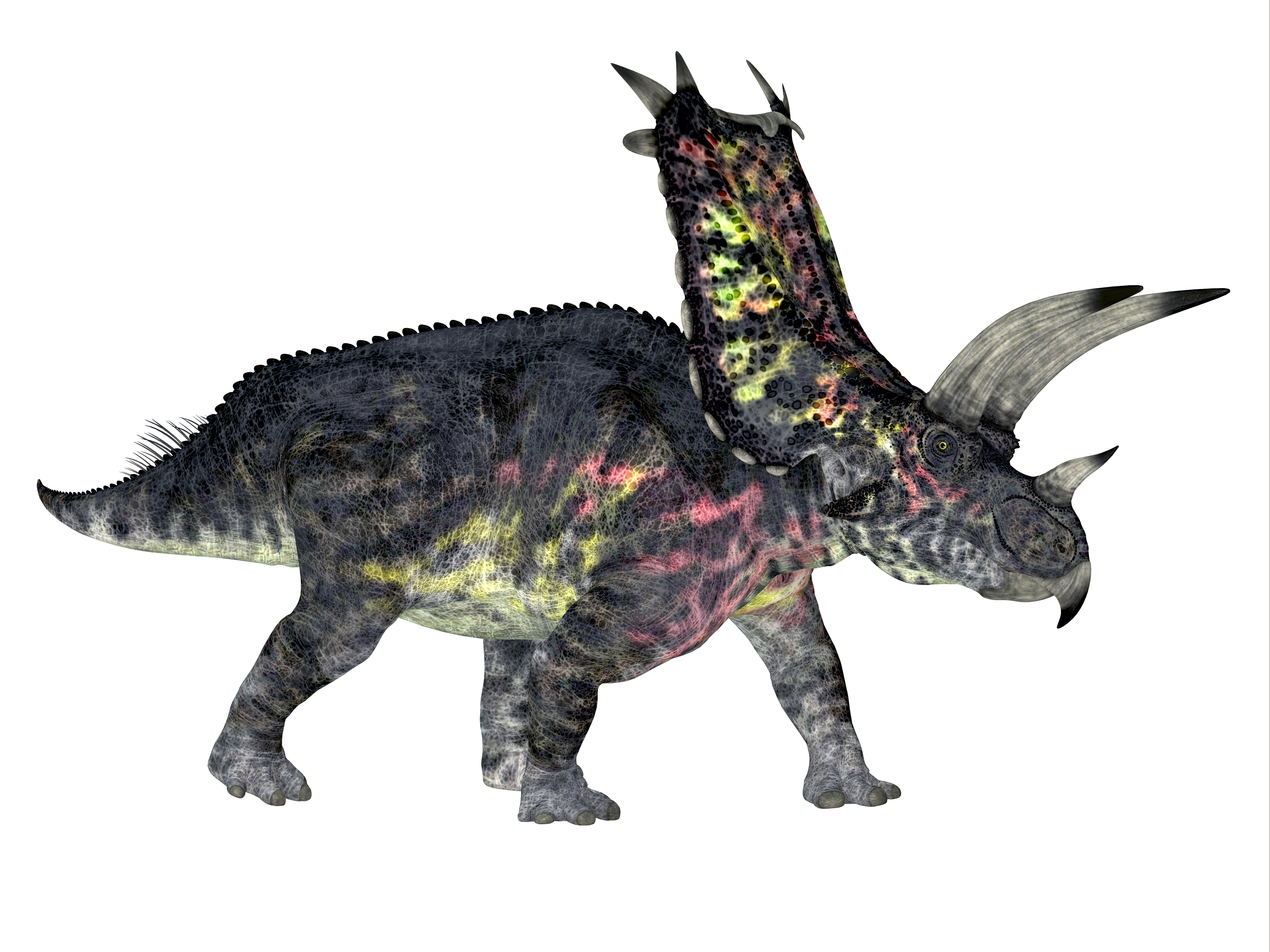 Pentaceratops Size Two New Ceratopsids Knitting Together Horned