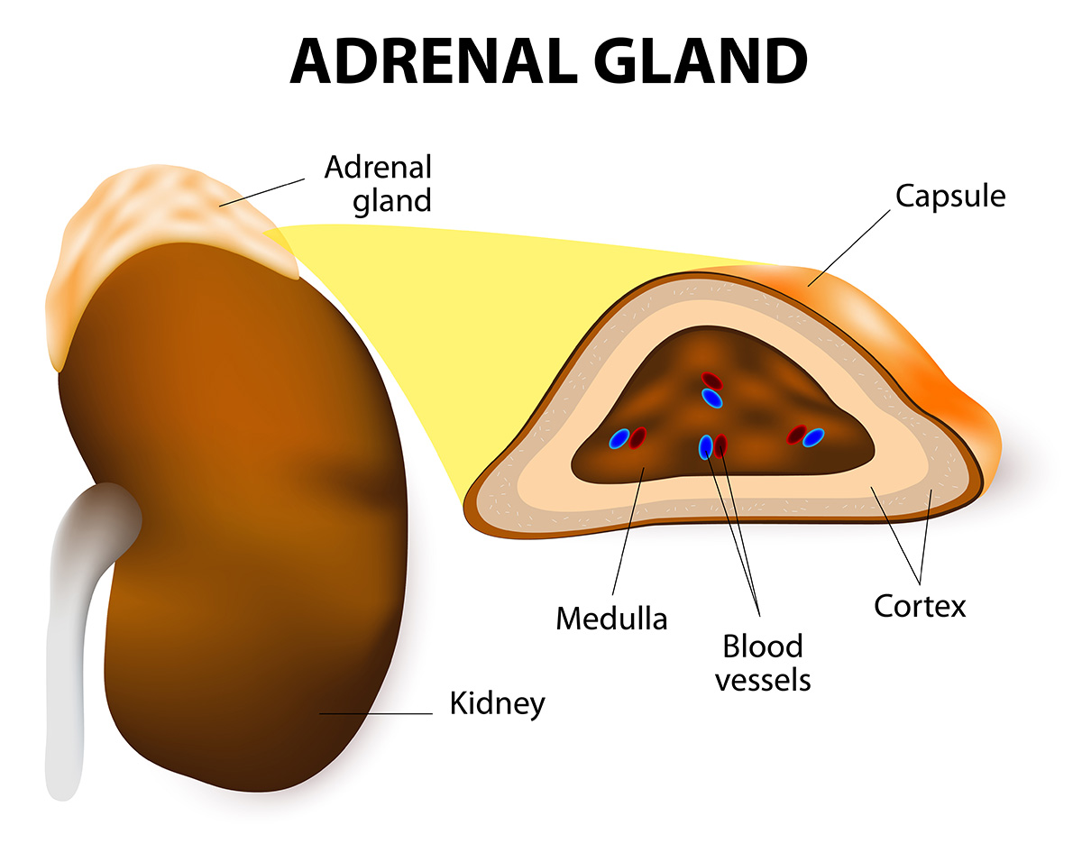 ADRENAL MEDULLARY HORMONES