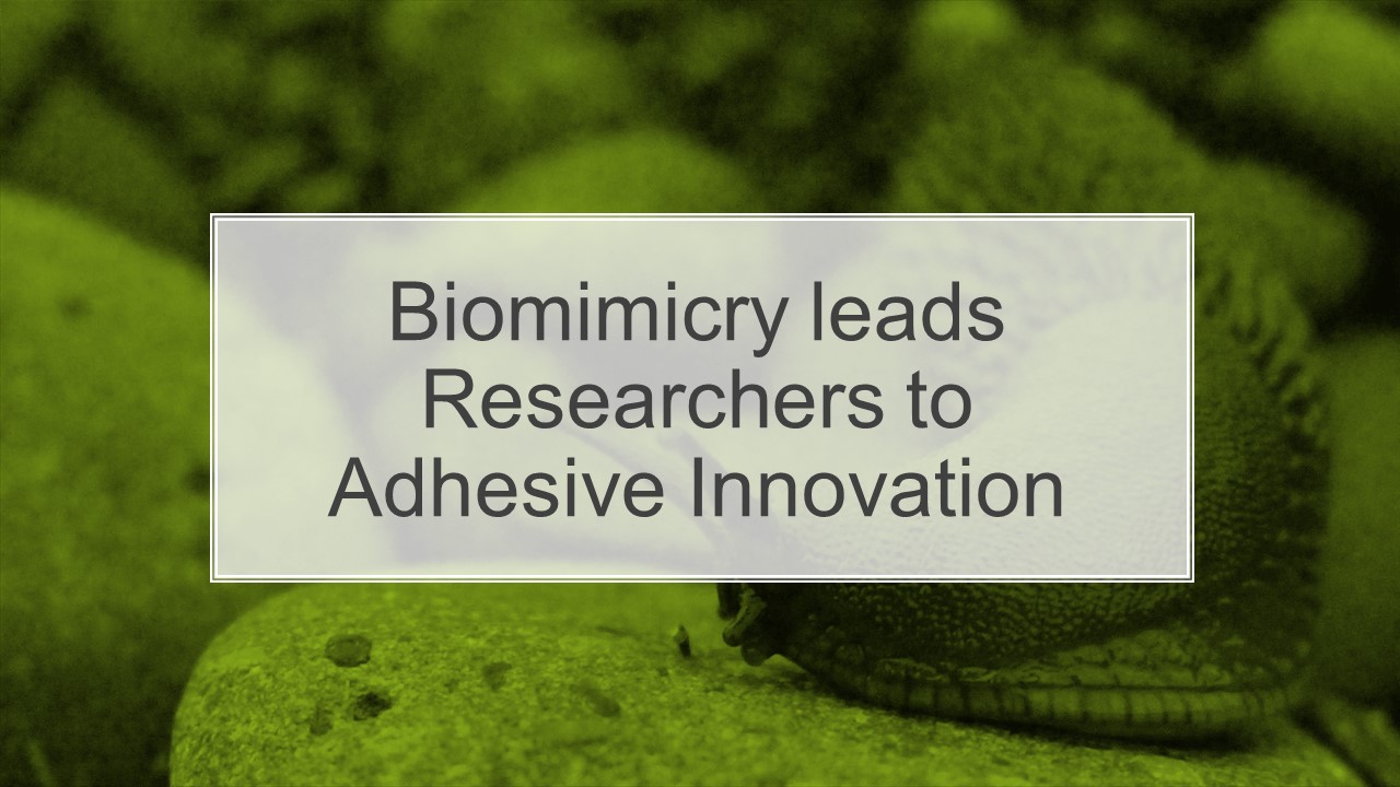 Biomimicry leads Researchers to Adhesive Innovation