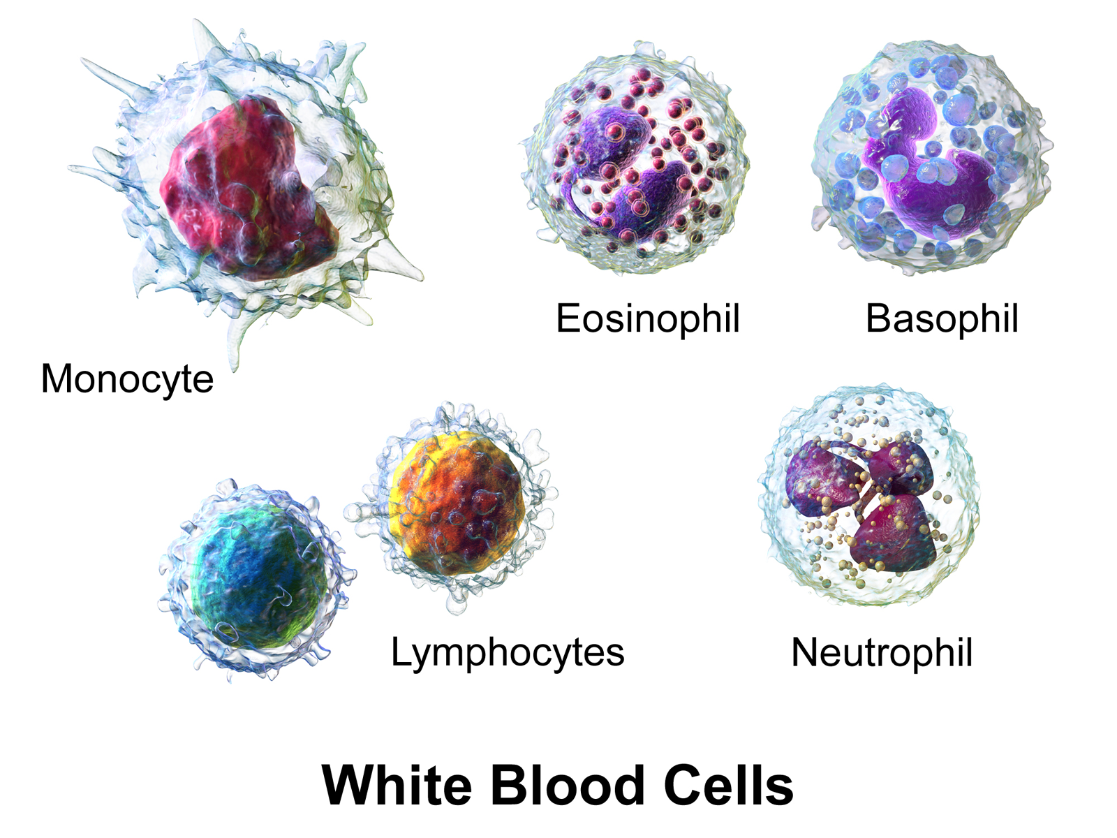 FUNCTIONS OF WHITE BLOOD CELLS AND COMPONENTS OF THE MONOCYTE – MACROPHAGE SYSTEM