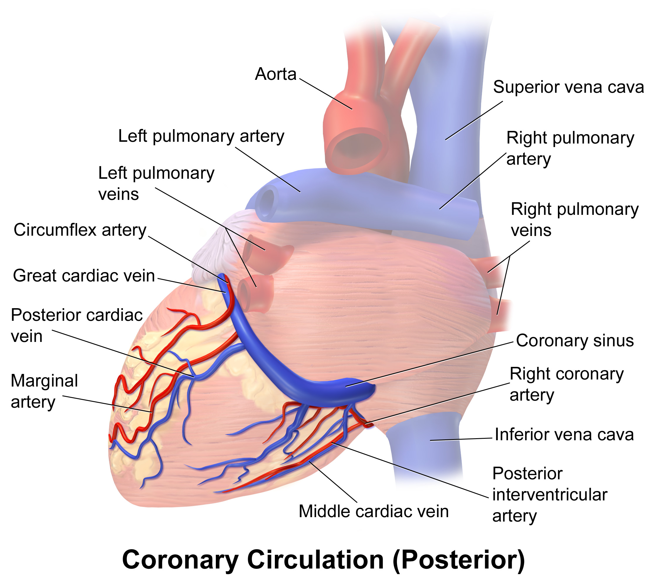 WHAT YOU NEED TO KNOW ABOUT CORONARY ARTERIES