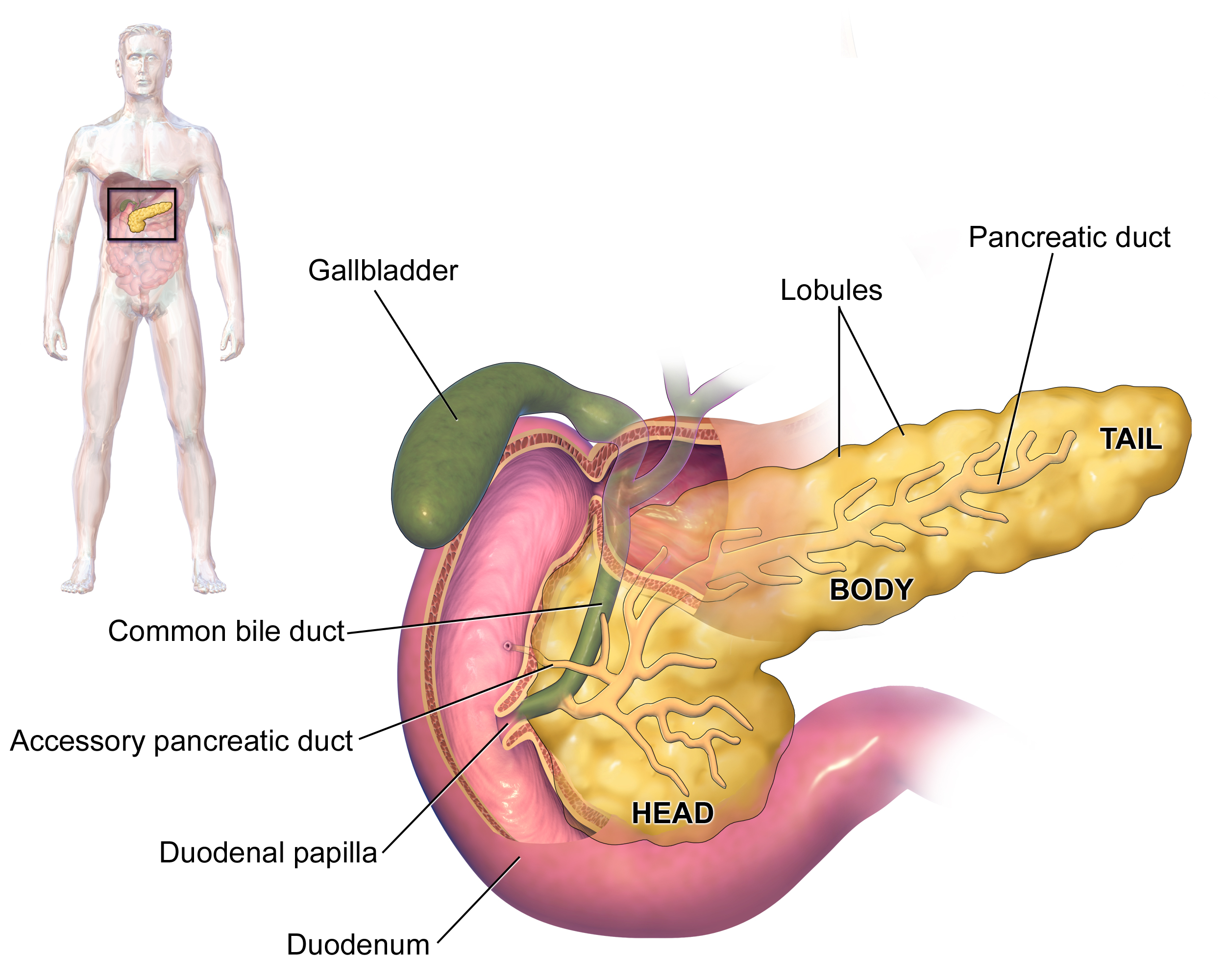THE ENDOCRINE ROLE OF THE PANCREAS IN BLOOD SUGAR CONTROL