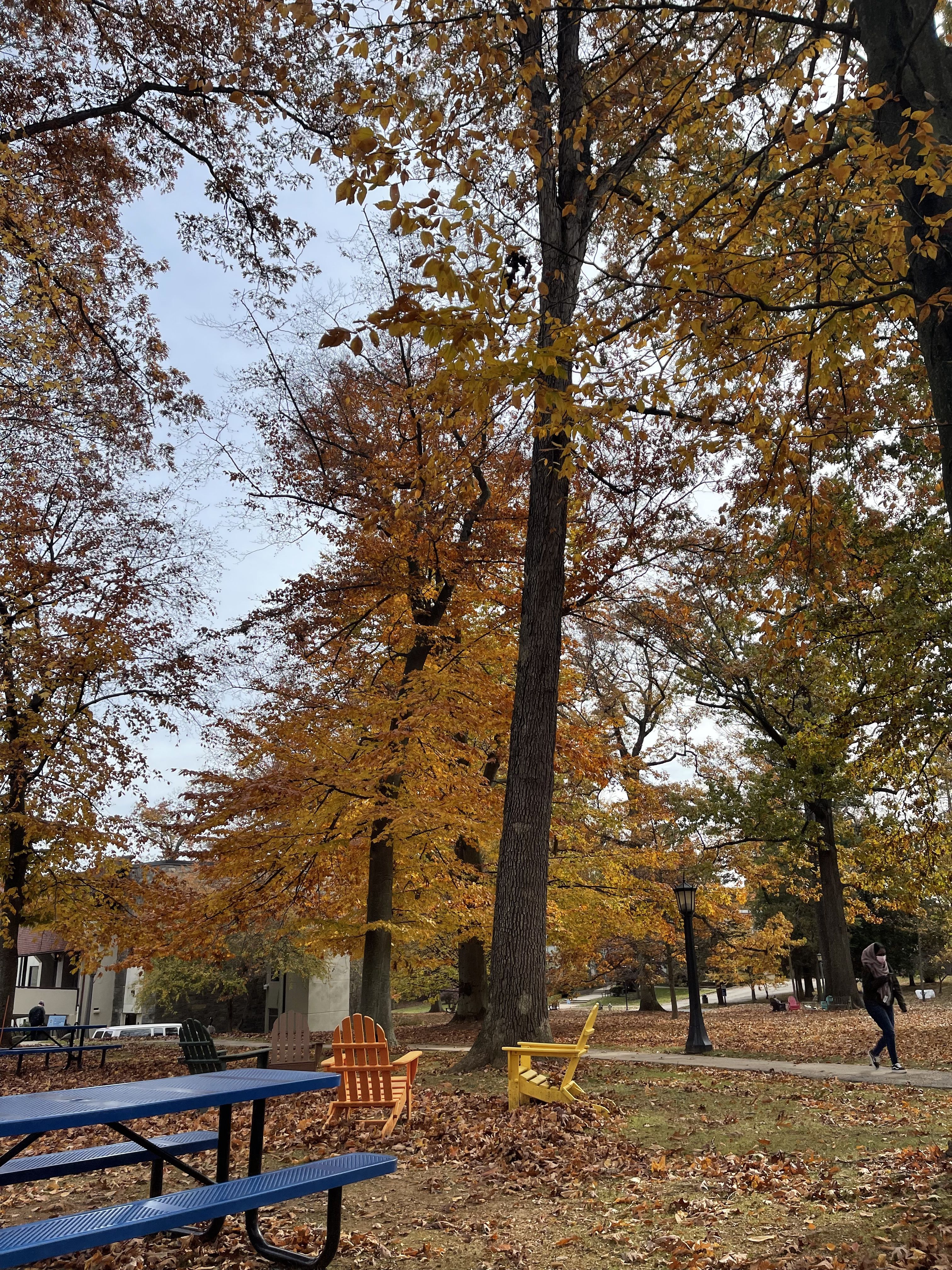 Fall trees and picnic tables in the Cabrini Commons